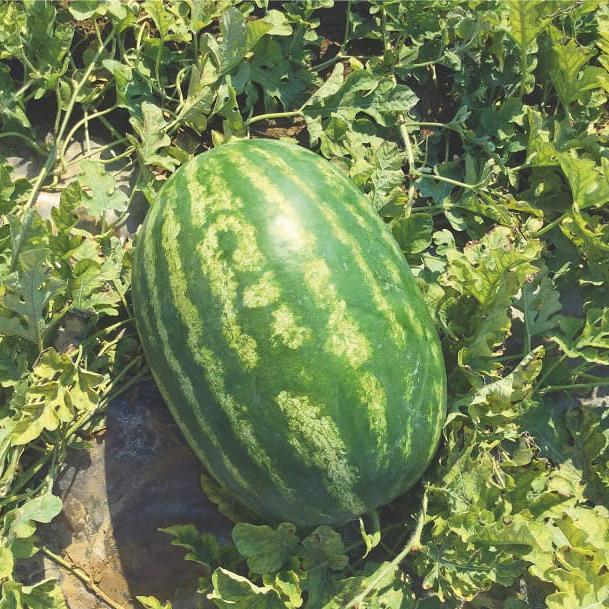 Арбуз Кольт Е42 F1