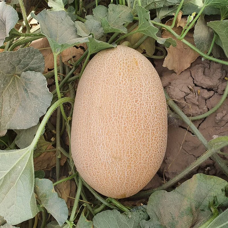 Kapadena F1