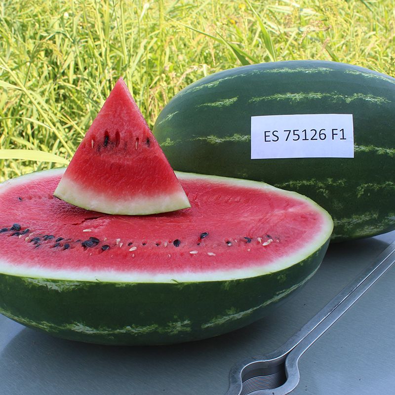 Арбуз Ричард F1