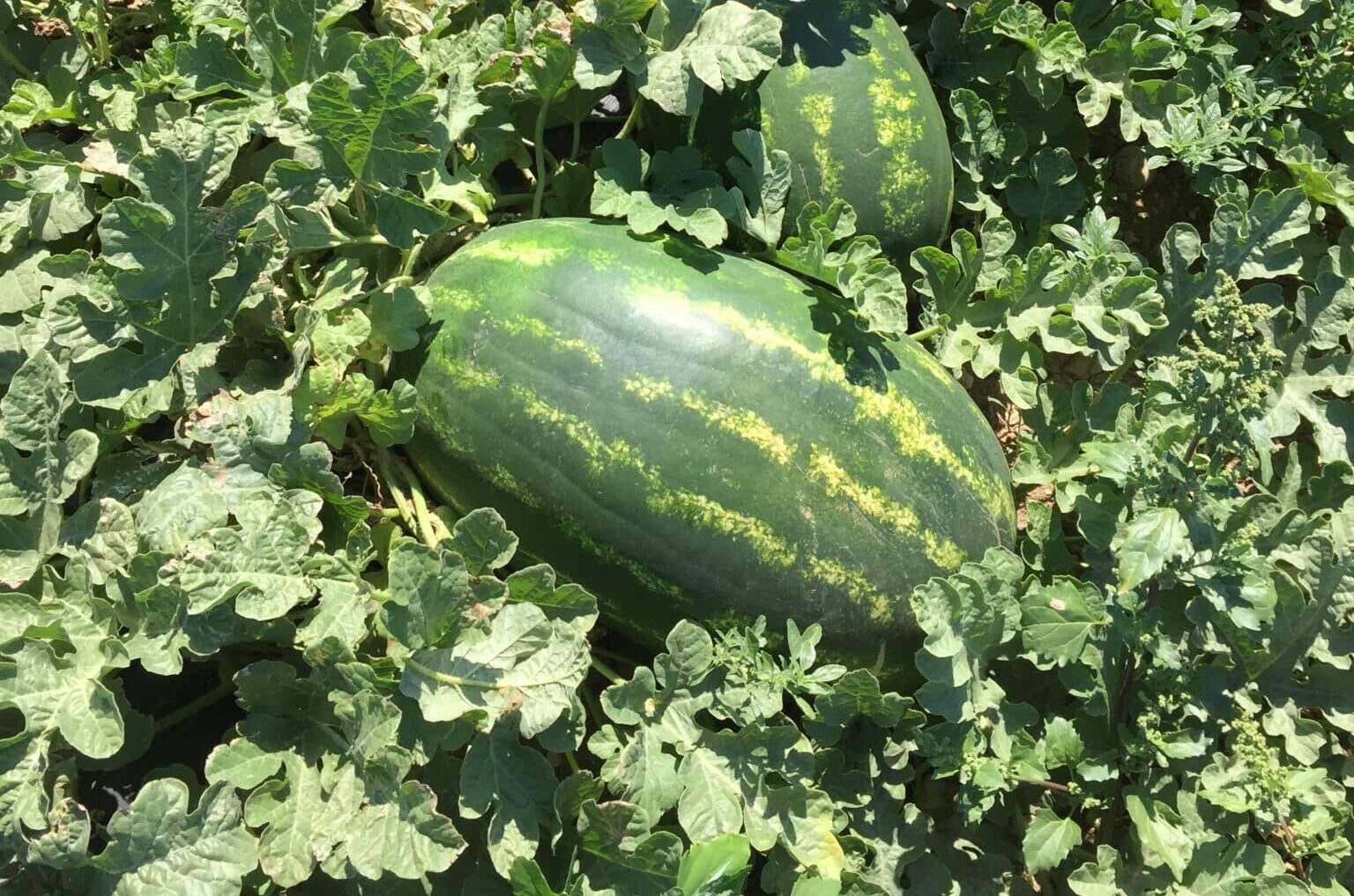 Арбуз Ричард F1