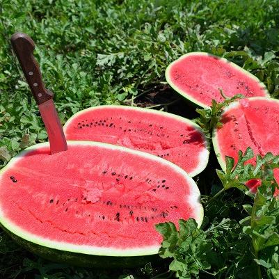 Арбуз Ричард F1