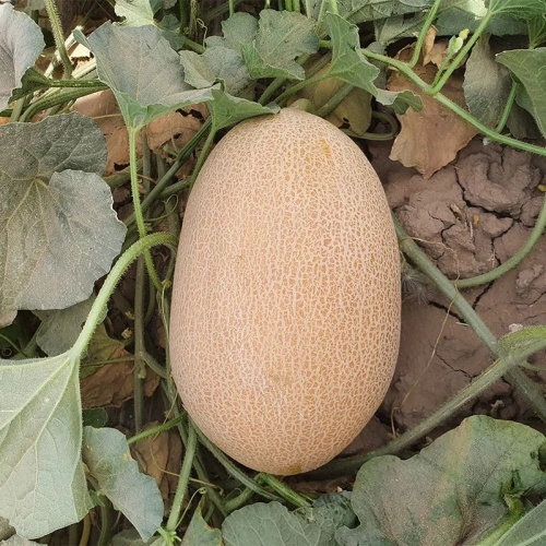 Kapadena F1
